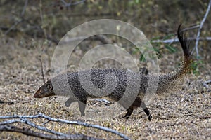 Ruddy Mongoose - Herpestes smithii, Sri Lanka photo
