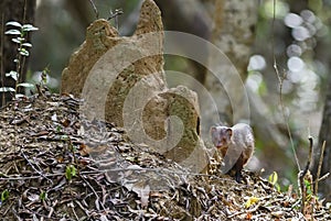 Ruddy Mongoose - Herpestes smithii photo