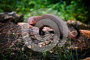 Ruddy mongoose, Herpestes smithii, is a mongoose species native to hill forests in India and Sri Lanka.. Wildlife scene from Yala photo