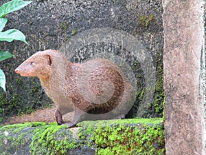 The Ruddy Mongoose (mugatiya)(Cobra Killers)