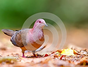 Ruddy pigeon foraging for food on the ground