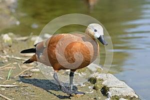 Ruddy shel duck photo