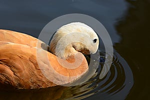 Ruddy shel duck in water photo