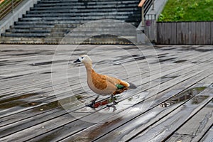 Ruddy shel duck - Tadorna ferruginea. Wild duck with bright red feathers walking on wooden pier in city park photo