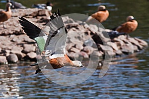 The Ruddy Shelduck