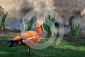 Ruddy Shelduck