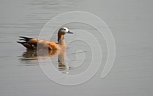 Ruddy shelduck