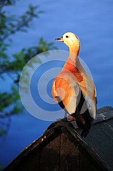 Ruddy shelduck