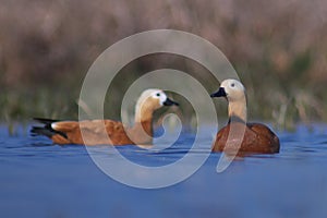 Ruddy Shelduck