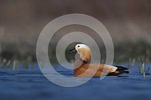 Ruddy Shelduck