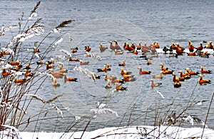 Ruddy shelduck