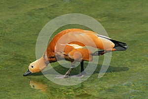 Ruddy Shelduck