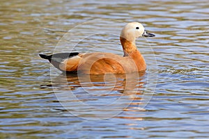 Ruddy Shelduck