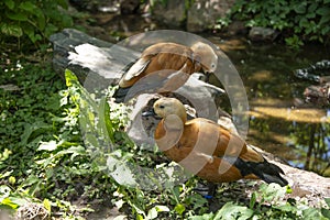 Ruddy Shelduck also called Brahminy ducks mate for life in India