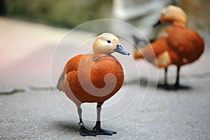 Ruddy Shelduck(Brahminy Duck)
