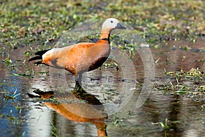 Ruddy Shelduck, Brahminy Duck, Tadorna ferruginea