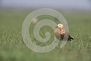 Ruddy Shelduck photo