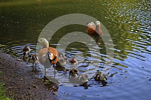 The Ruddy shelduck family with young offspring on the pond