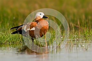 Ruddy Shelduck female