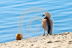 Ruddy Shelduck female in its natural habitat