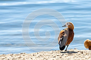 Ruddy Shelduck female in its natural habitat