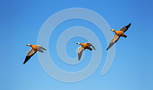 Ruddy shelduck flying in sky