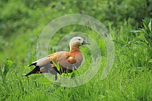 Ruddy shelduck