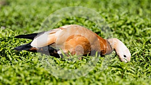 Ruddy shelduck in the grass