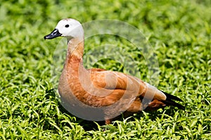 Ruddy shelduck v trávě