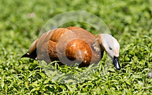 Ruddy shelduck v tráve