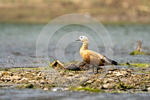 Ruddy Shelduck on Sandbar