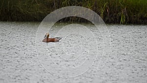 Ruddy shelduck, single bird swims on the lake in heavy rain. Tadorna ferruginea