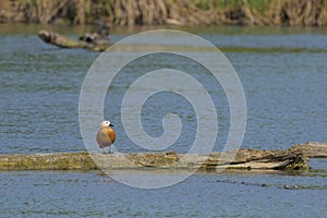 A Ruddy Shelduck standing in a river