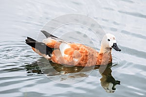 Ruddy Shelduck on the summer lakeside, Moscow suburbs Russia.