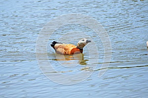 Ruddy Shelduck swimming in the lake