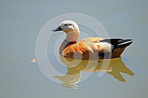 Ruddy Shelduck swimming in the lake