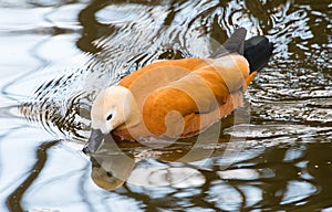 Ruddy shelduck swimming in water