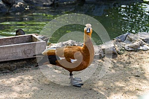 Ruddy Shelduck Tadorna ferruginea