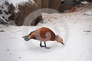 Ruddy shelduck Tadorna ferruginea