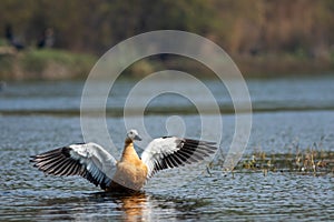 Ruddy shelduck or tadorna ferruginea closeup with full wingspan in a blue water and beautiful background at keoladeo