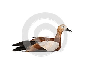 Ruddy Shelduck Tadorna ferruginea isolated on white background