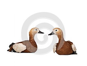 Ruddy Shelduck Tadorna ferruginea isolated on white background