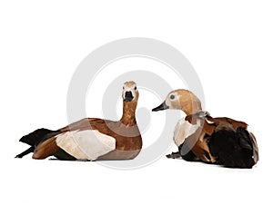 Ruddy Shelduck Tadorna ferruginea isolated on white background