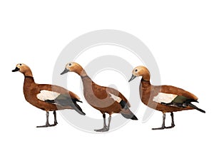 Ruddy Shelduck Tadorna ferruginea isolated on white background