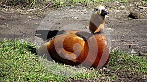 The ruddy shelduck Tadorna ferruginea, known in India as the Brahminy duck, is a member of the family Anatidae