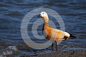 The ruddy shelduck (Tadorna ferruginea), known in India as the Brahminy duck, is a member of the family Anatidae.