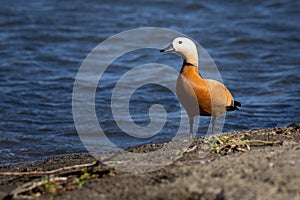 The ruddy shelduck (Tadorna ferruginea), known in India as the Brahminy duck, is a member of the family Anatidae.