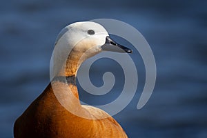 The ruddy shelduck (Tadorna ferruginea), known in India as the Brahminy duck, is a member of the family Anatidae.