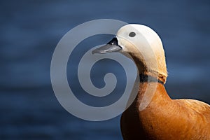 The ruddy shelduck (Tadorna ferruginea), known in India as the Brahminy duck, is a member of the family Anatidae.