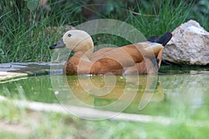 The ruddy shelduck Tadorna ferruginea, known in India as the Brahminy duck, is a member of the family Anatidae swimming in a